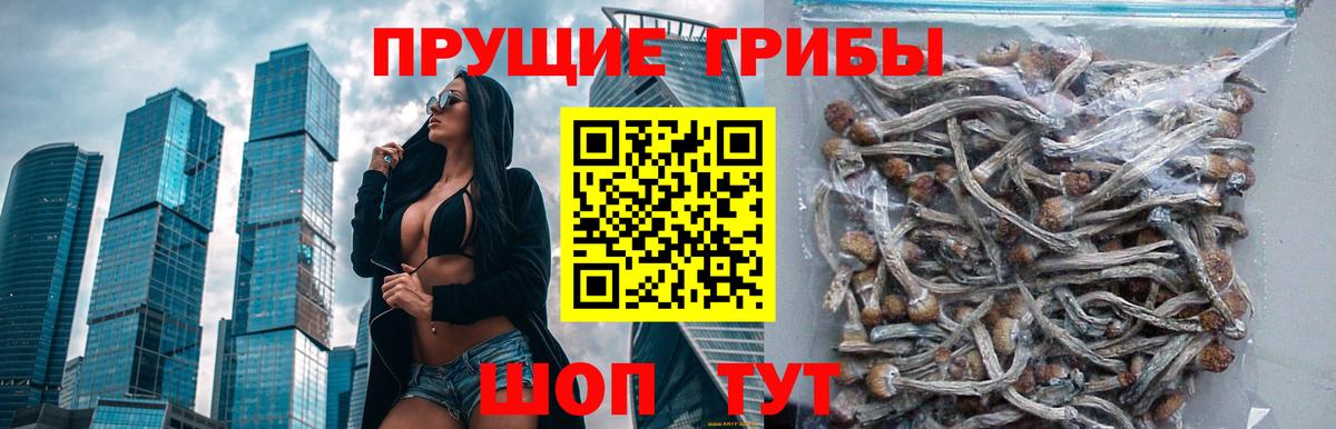 Галлюциногенные грибы GOLDEN TEACHER  Галлюциногенные грибы MAGIC MUSHROOMS  Славгород  Вход с VPN 